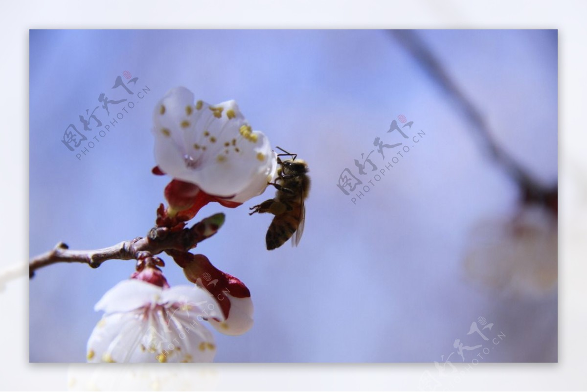 杏花蜜蜂