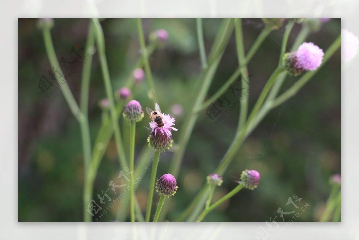 花与蜜蜂