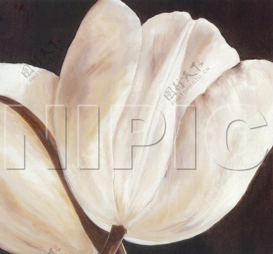 花卉油画10750厘米X50厘米