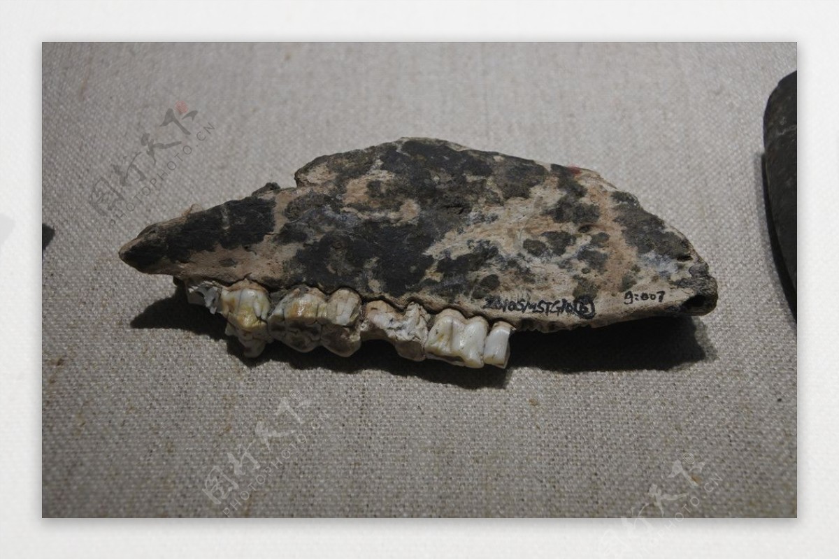牙齿化石