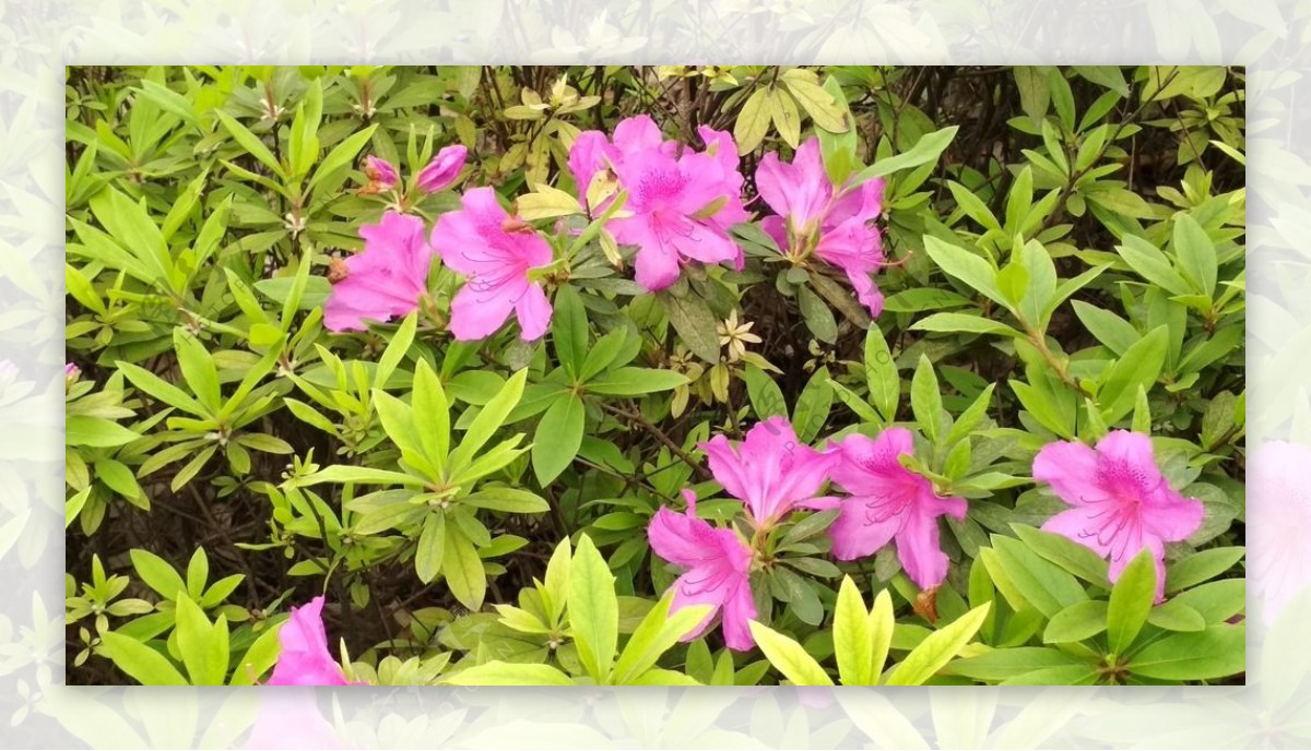 鲜花花海自然