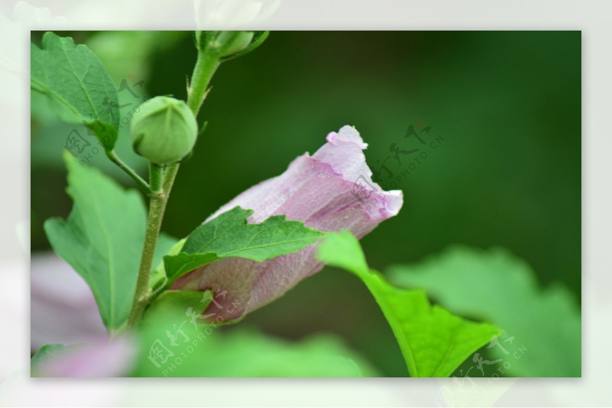 木芙蓉