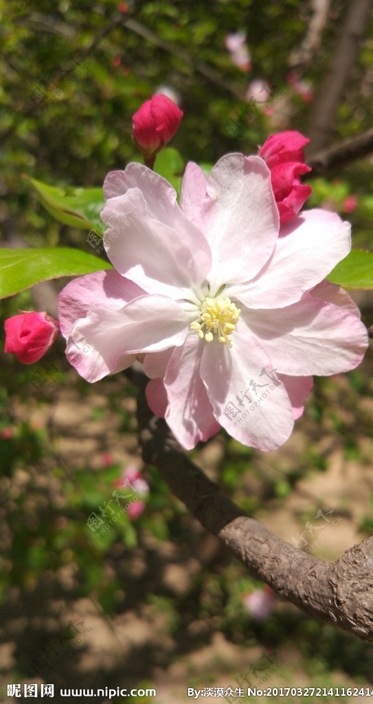 粉色海棠