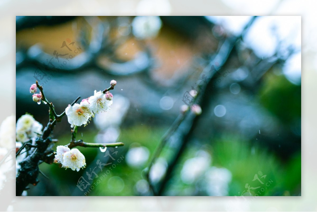 雨后春意盎然我的公园