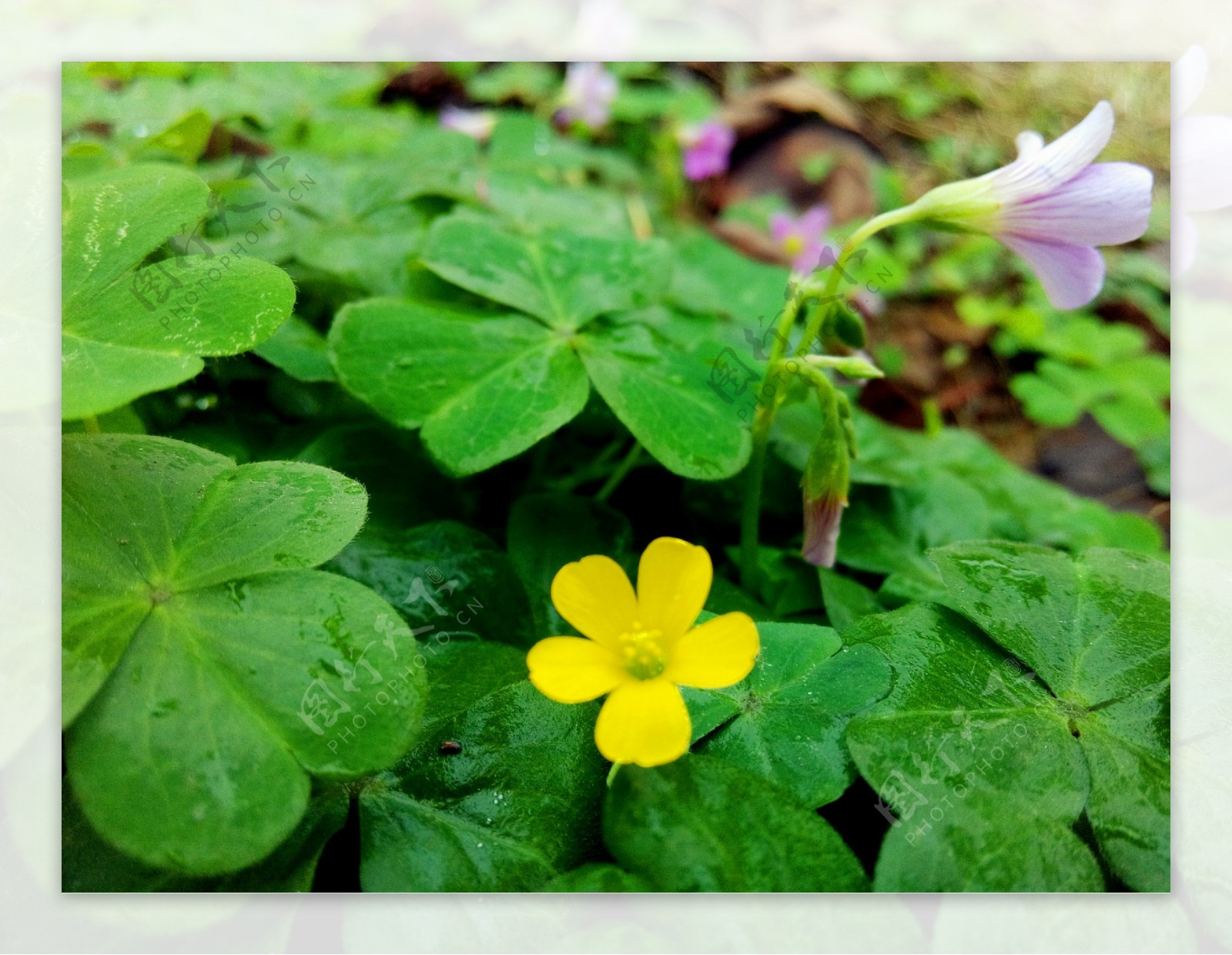 乡间小花