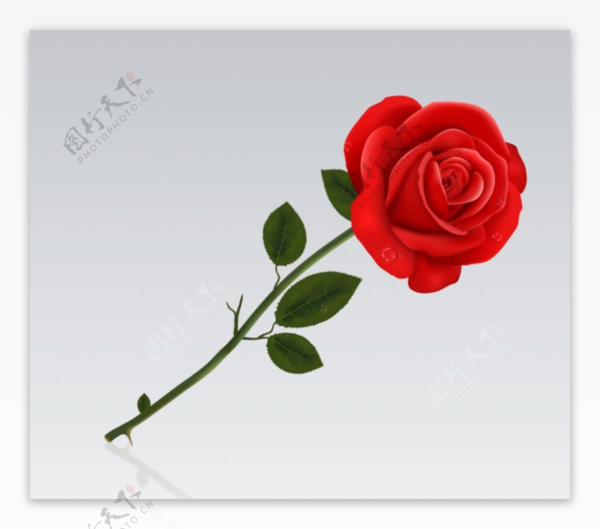 单只红色玫瑰花矢量素材