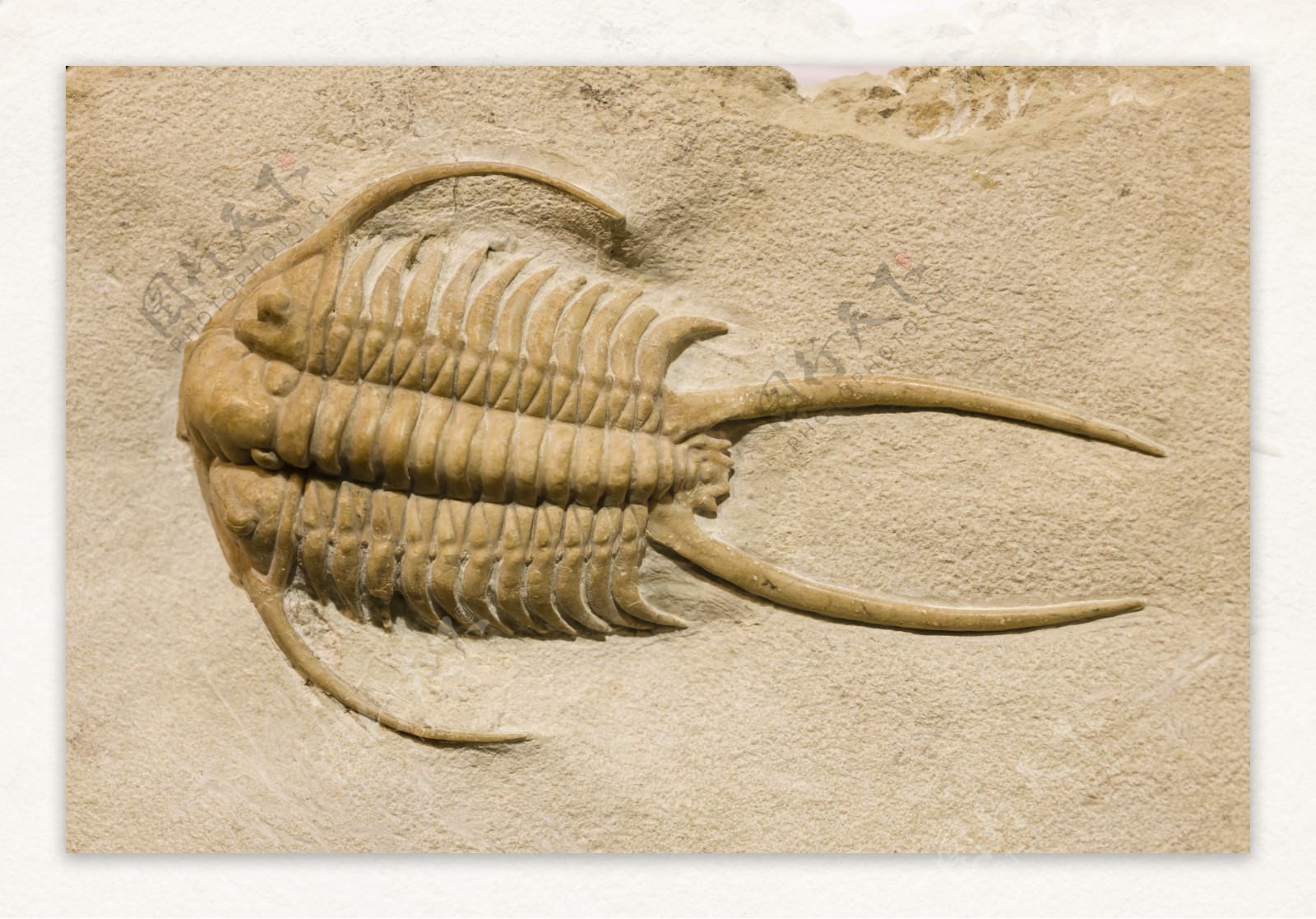 重庆秀山发现志留纪边城鱼化石，为牙齿演化提供重要实证_罗德洛世
