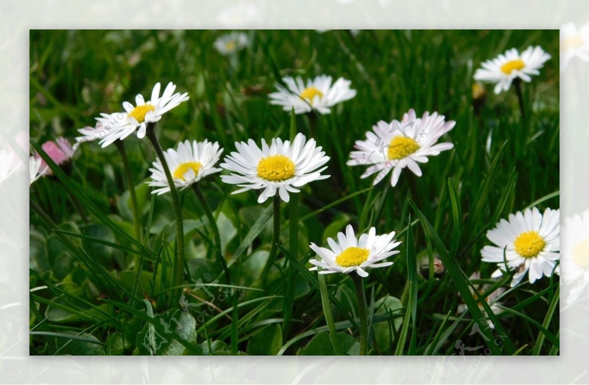 草丛中的白色小雏菊