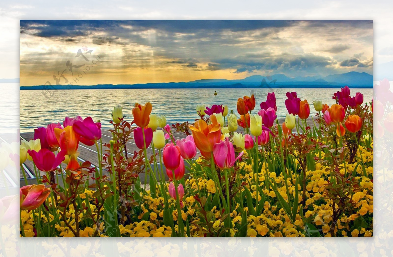 郁金香花海