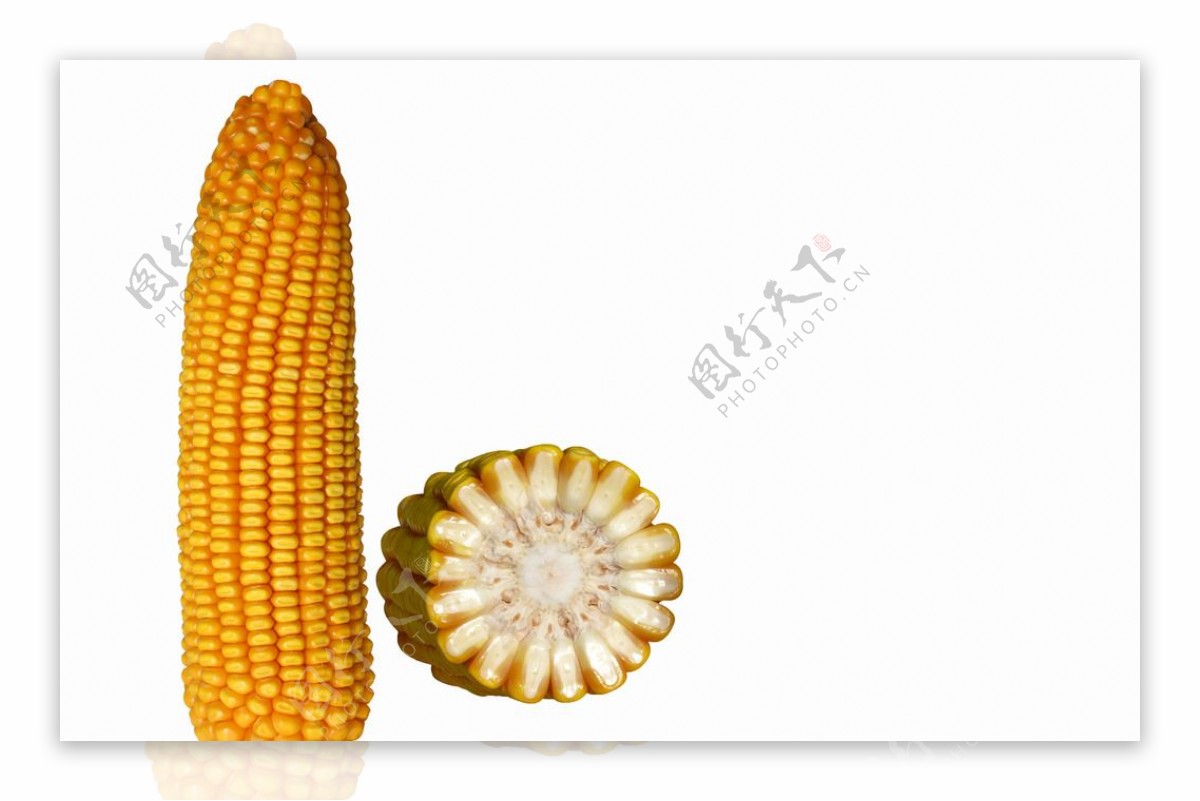 玉米横截面玉米样品