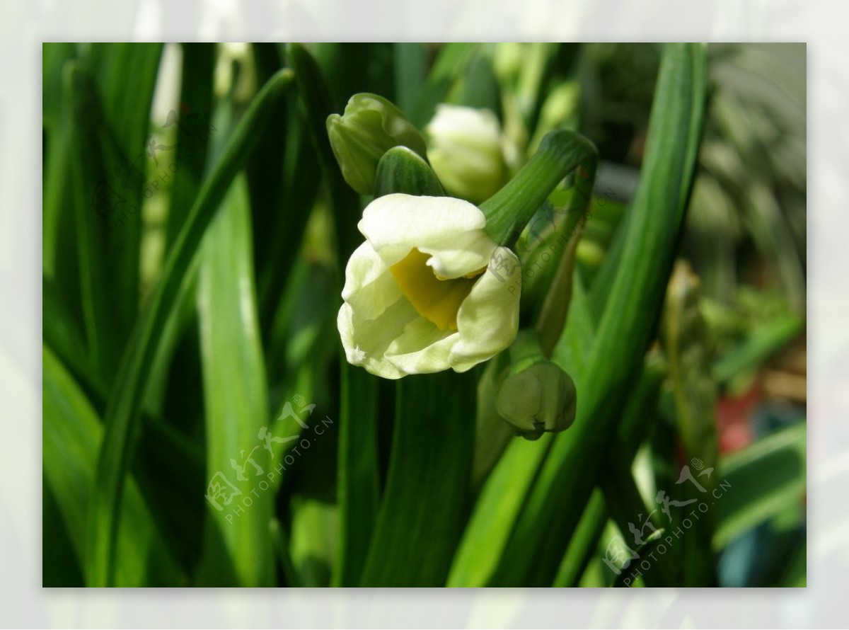 水仙花