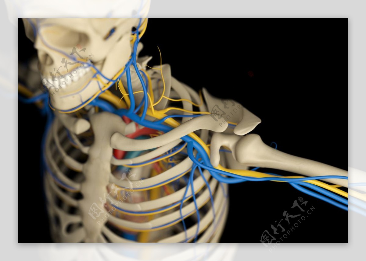 人体骨骼血管