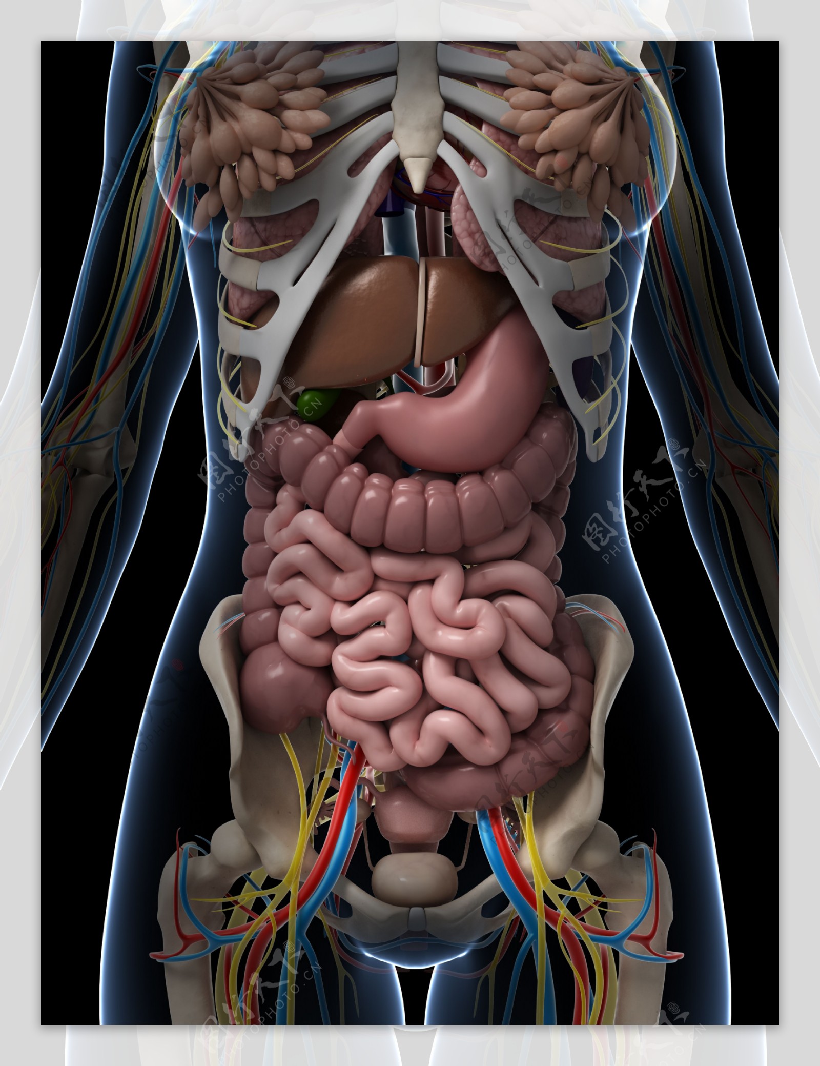 人体内脏位置分布图图片素材-编号17950476-图行天下