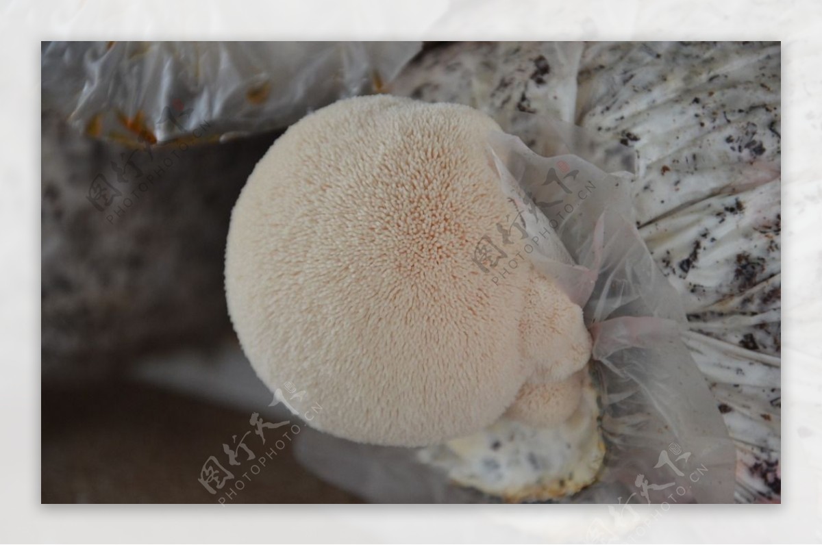 猴头菇-中国蔬菜作物-图片