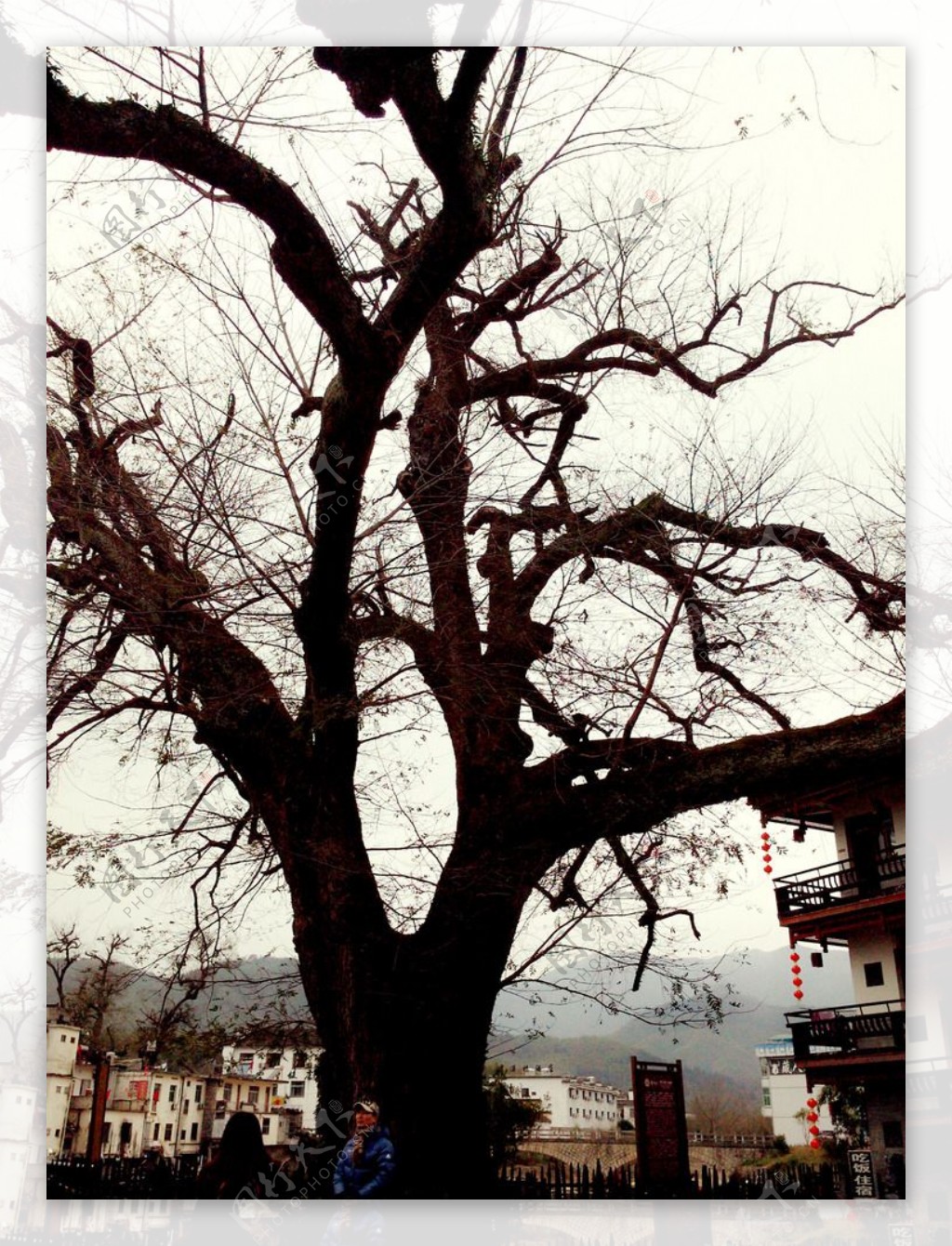 安徽宏村村口大树