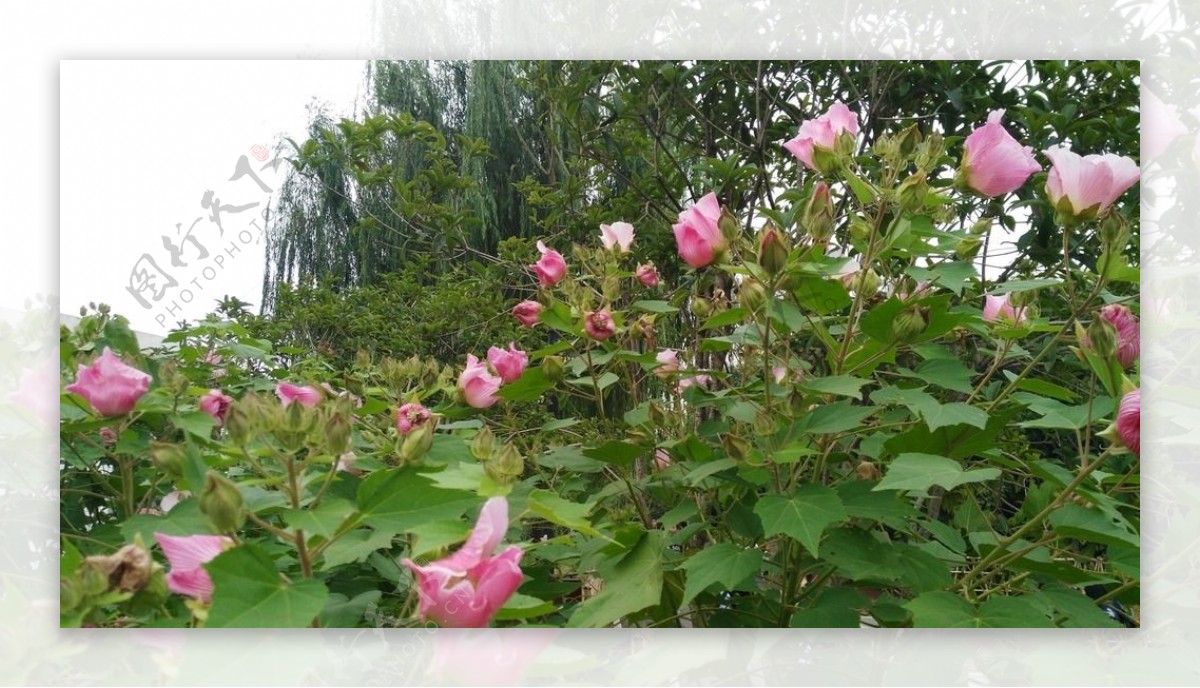 木棉花