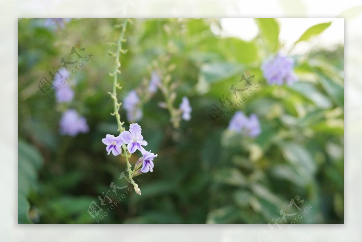 花草