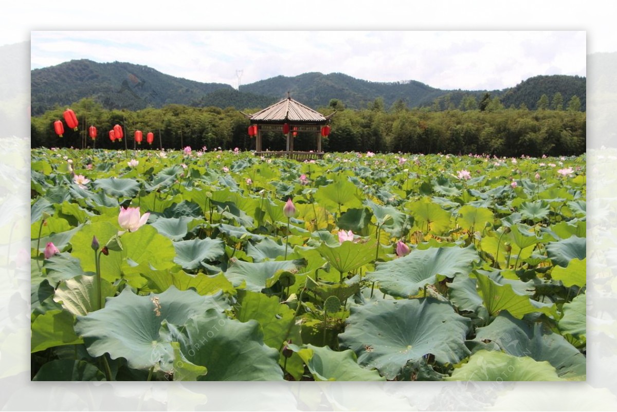 莲花池