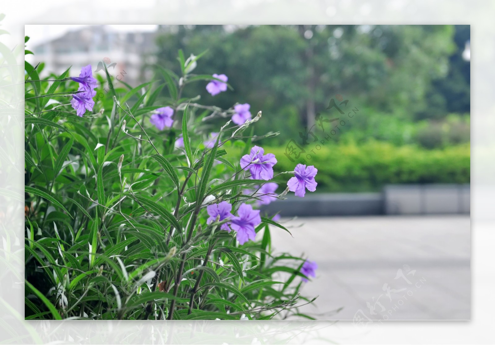 翠芦莉紫兰花