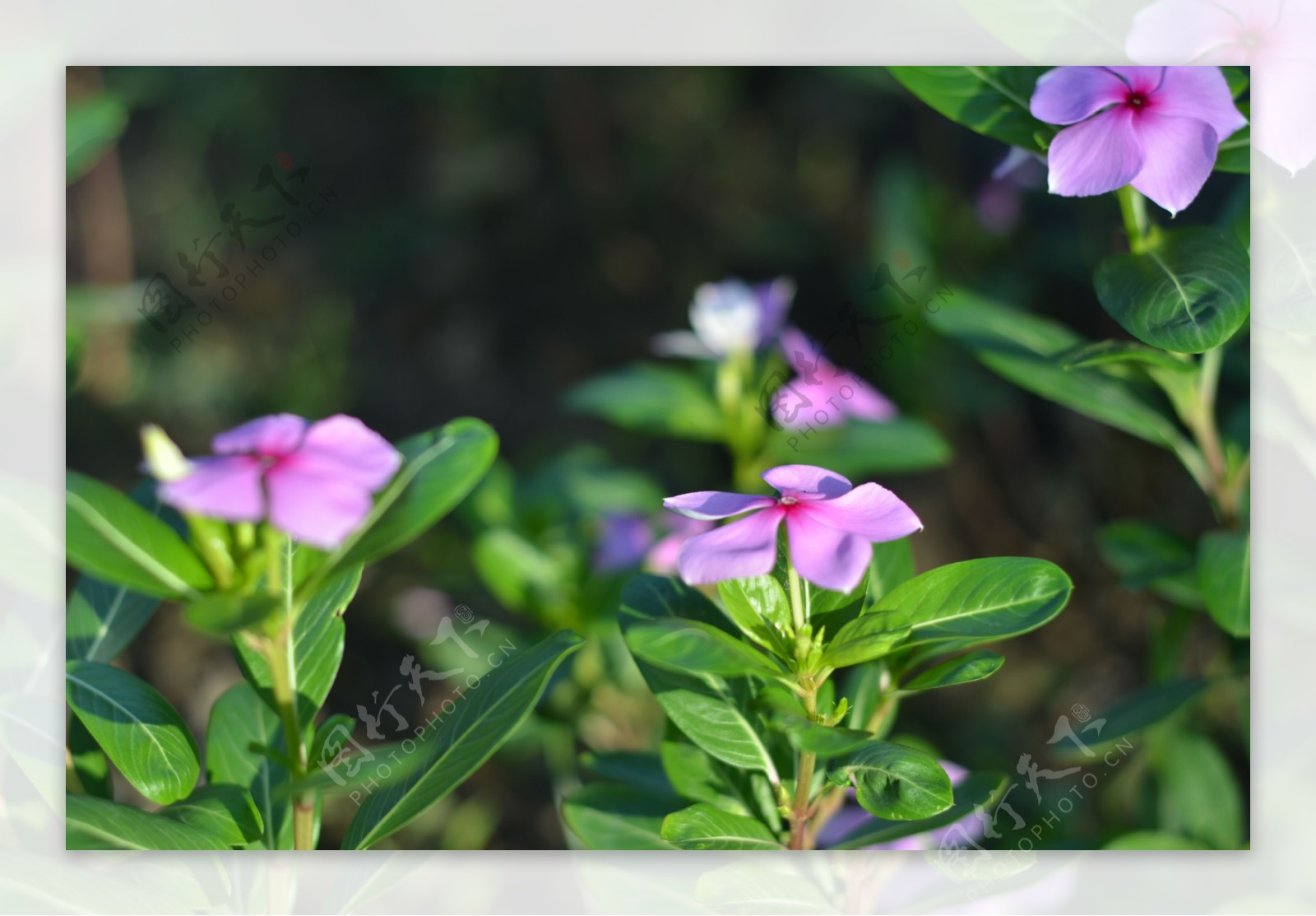 长春花