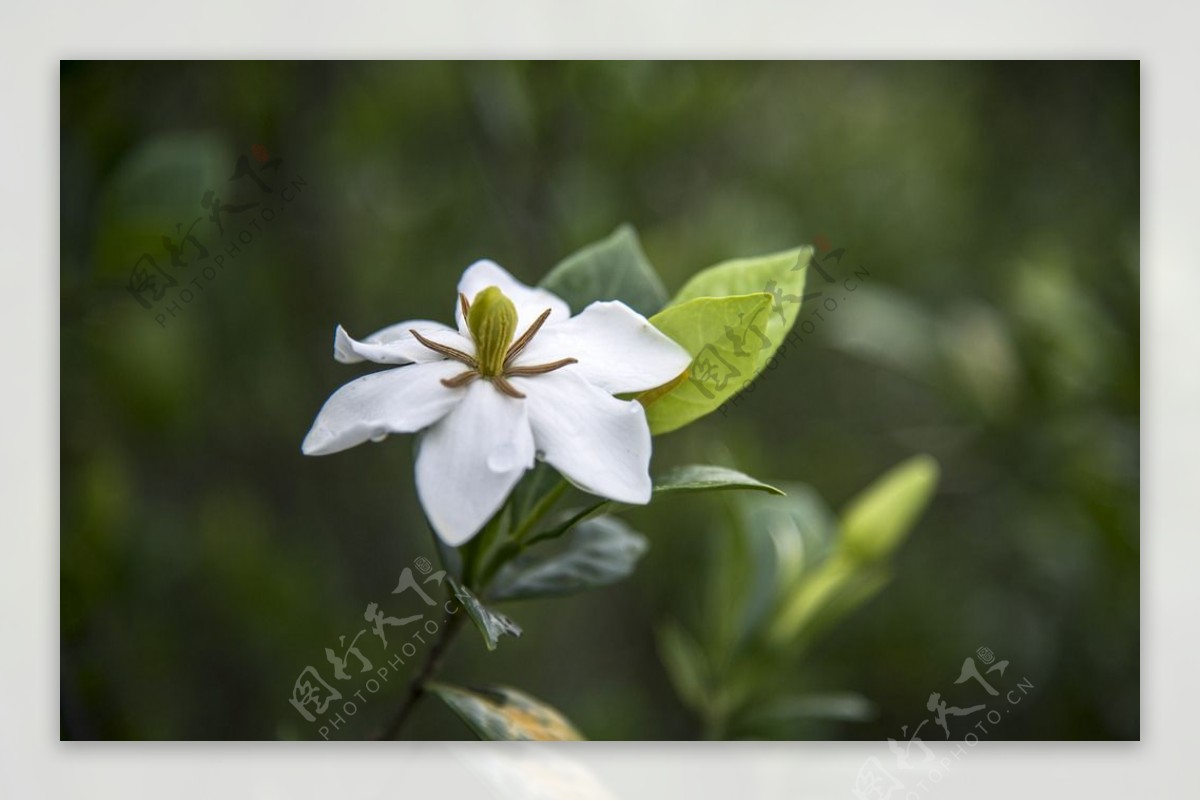 栀子花