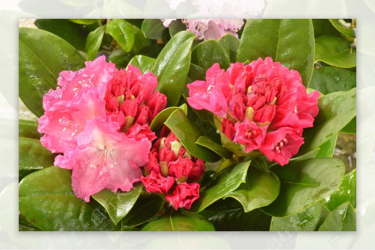 雨露杜鹃花