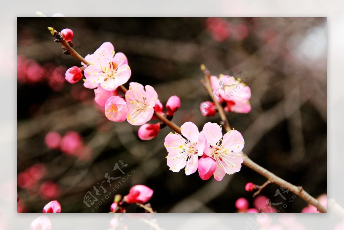 榆叶梅花