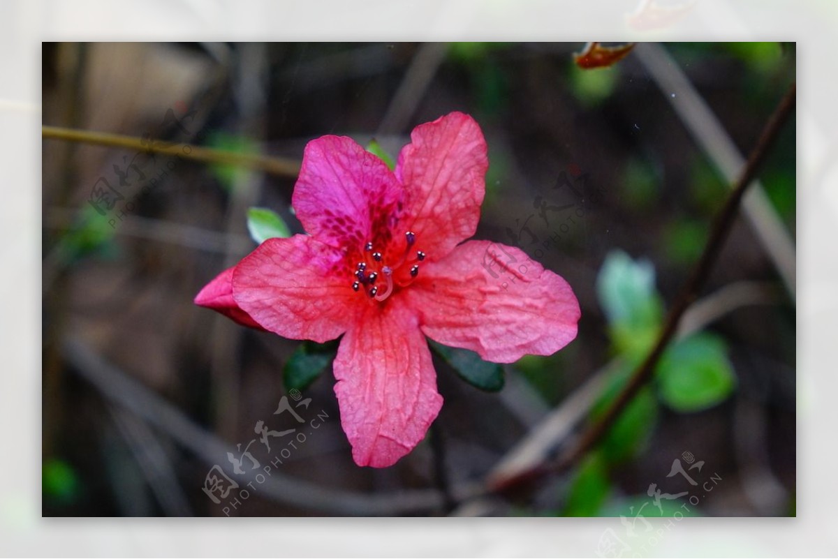 杜鹃花