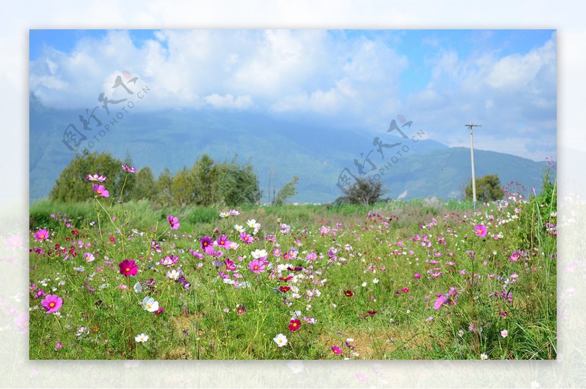 格桑花