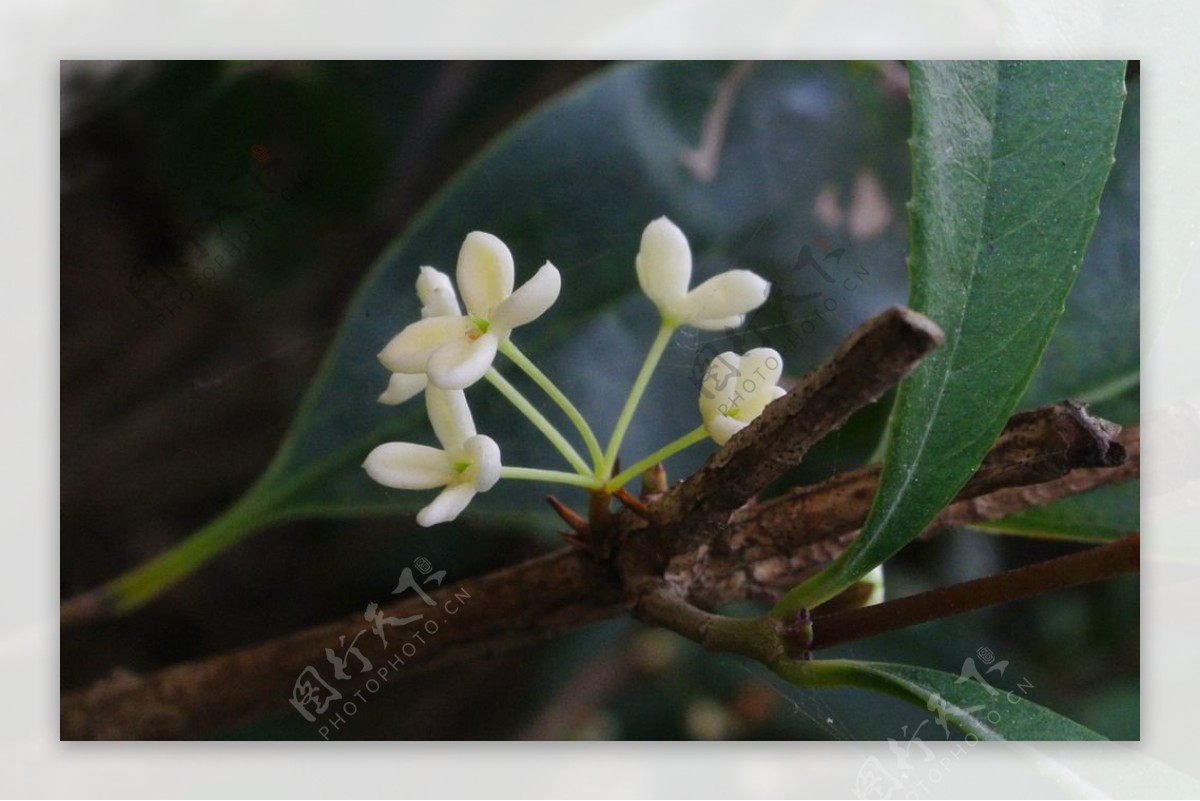 桂花才情