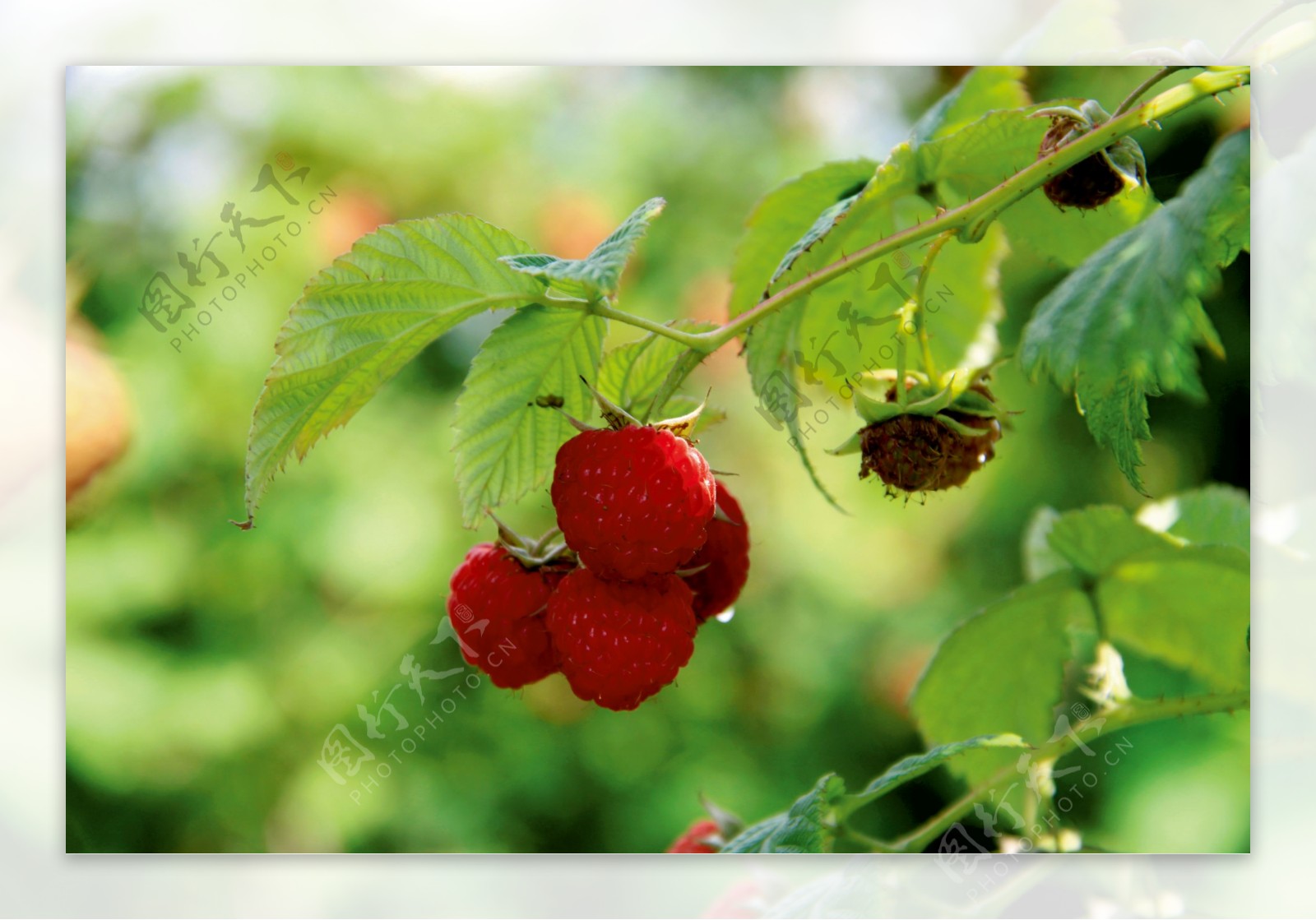 基地直销双季红树莓苗 南北方当年结果红树莓苗 品种优良 价格优-阿里巴巴