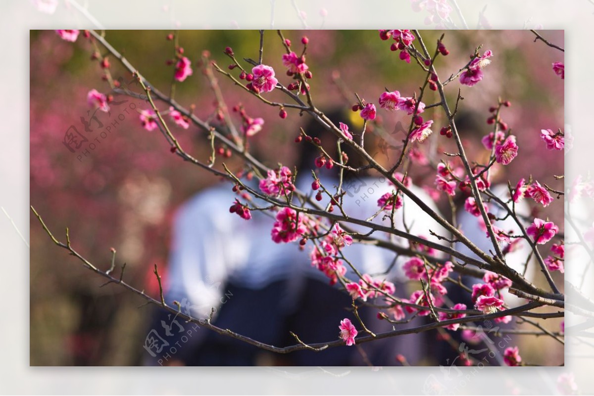 梅花游人