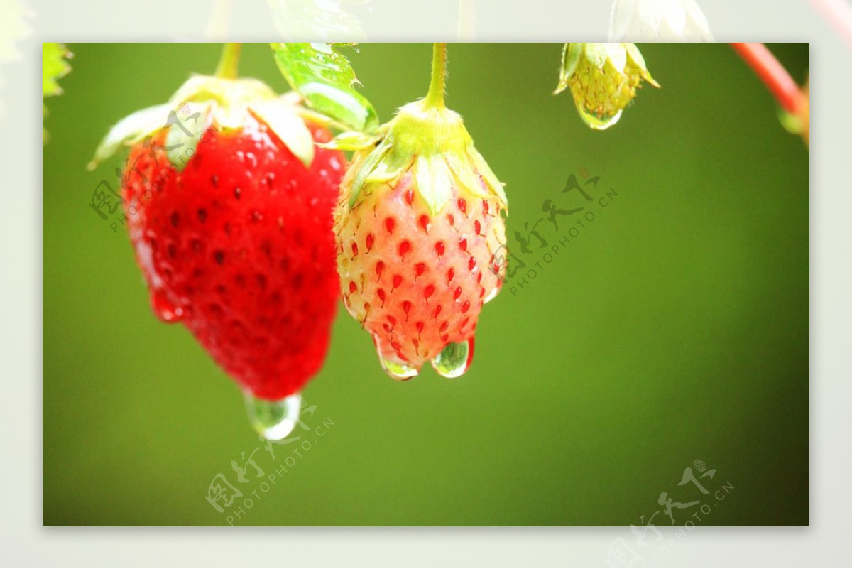 雨后草莓