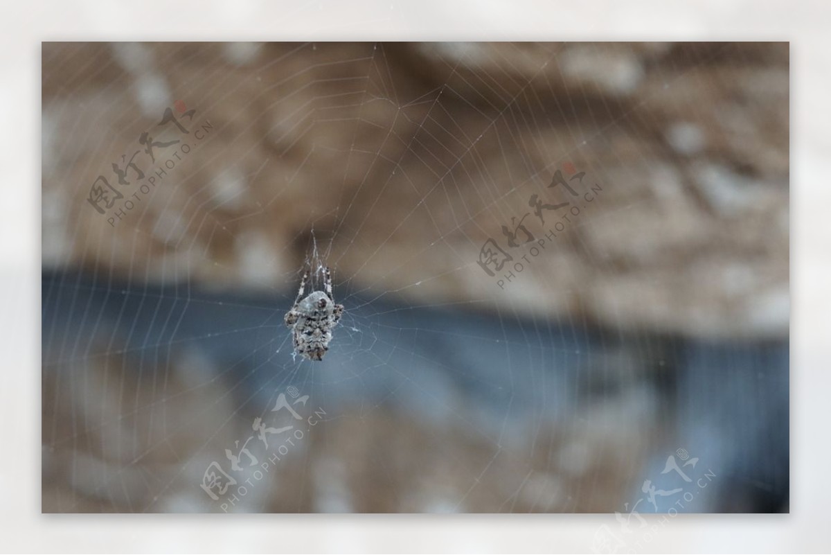 蜘蛛网灰色蜘蛛