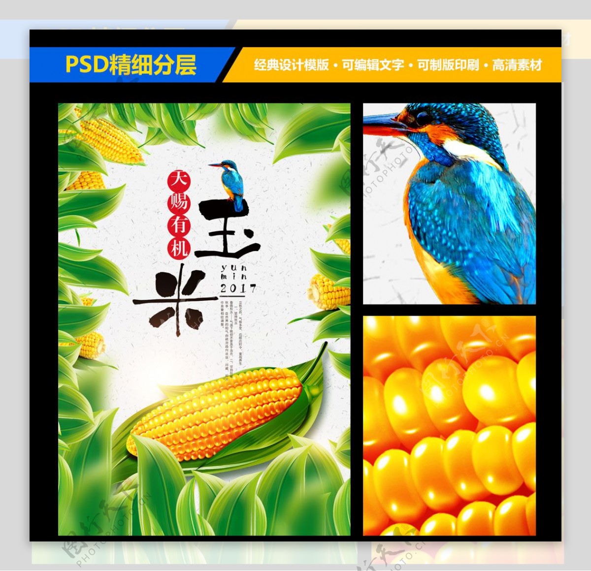 玉米海报宣传展板设计