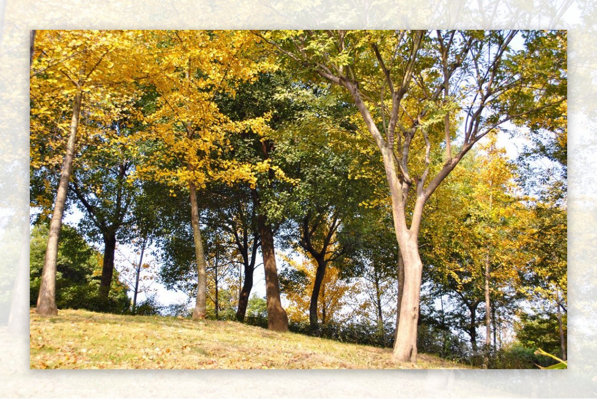 秋日落叶公园风景自然树木