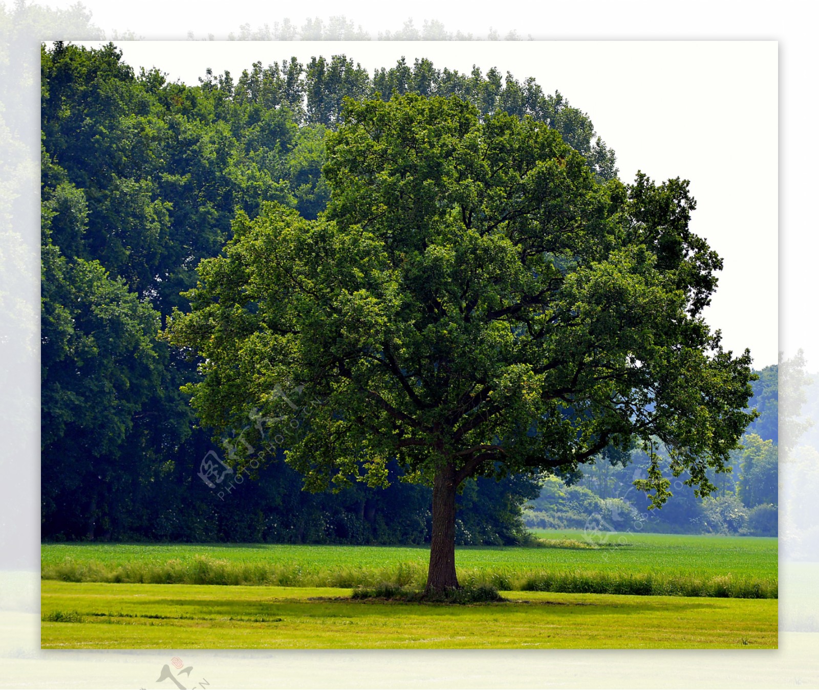 绿色树木摄影