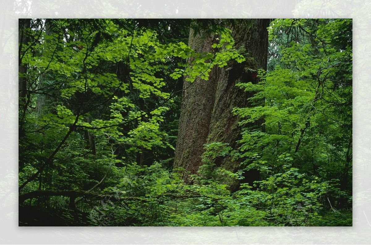 难得一见！原始森林珍贵照片 - 一个人的精彩359的博客