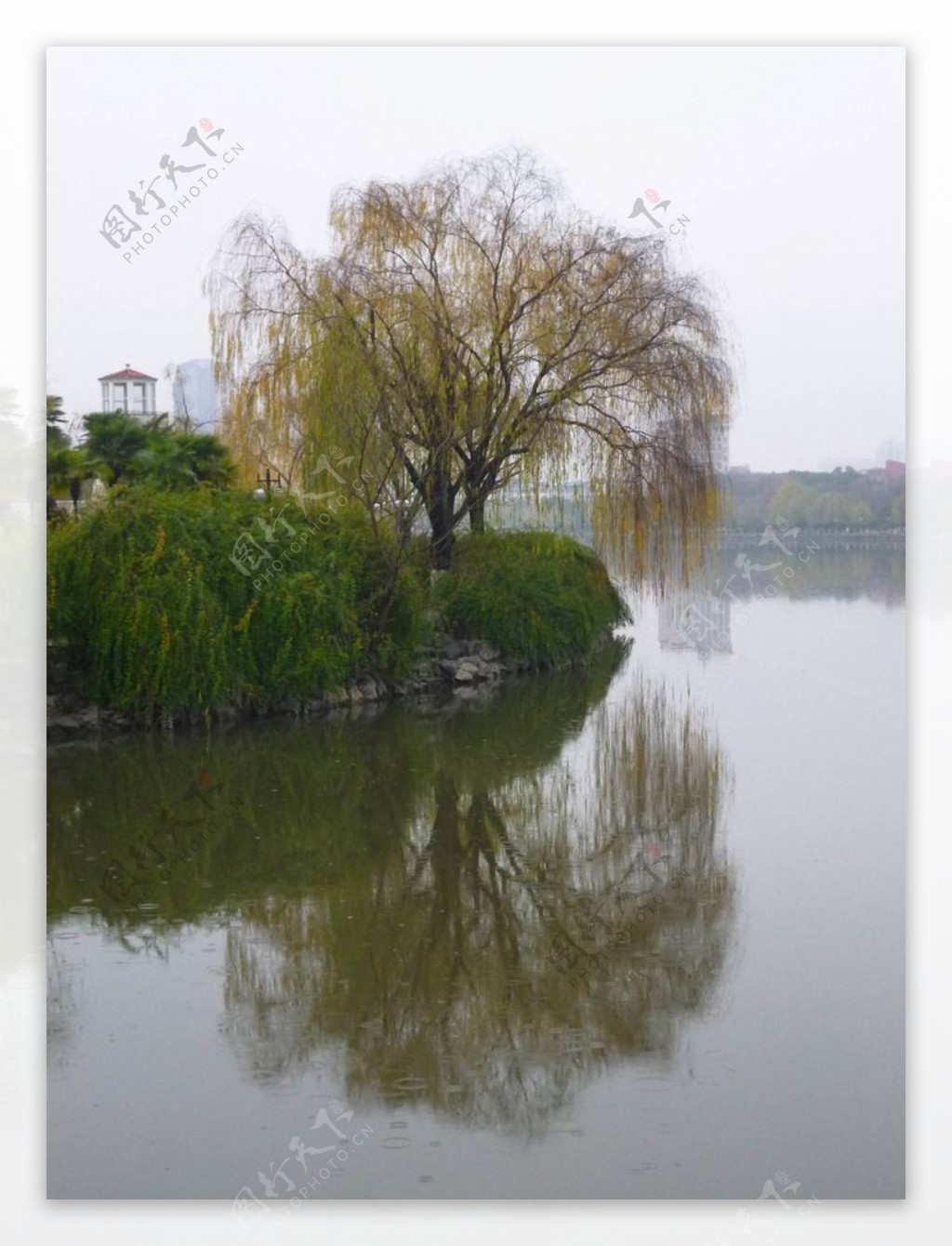 河畔杨柳