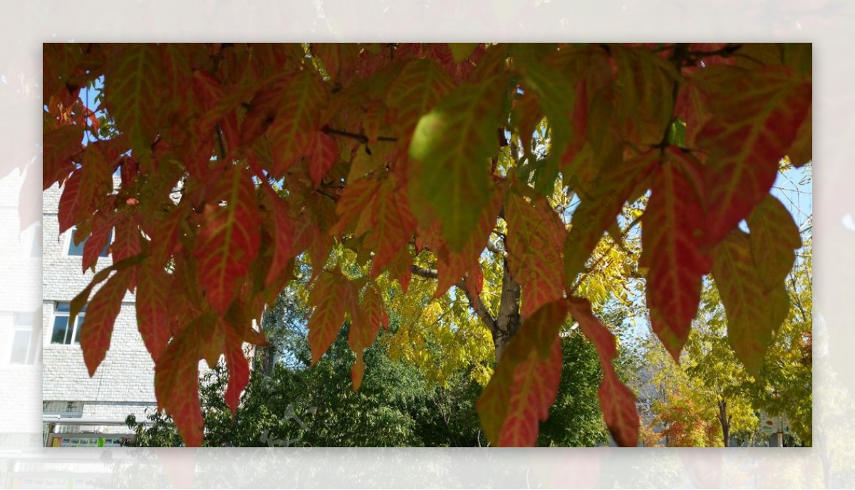 秋天彩色的树叶