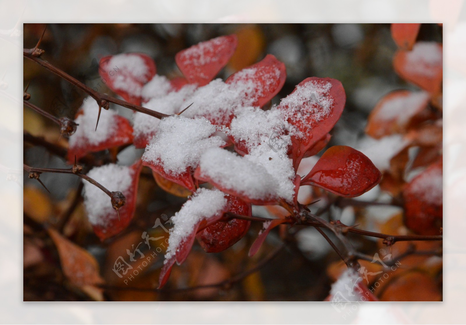 红叶初雪