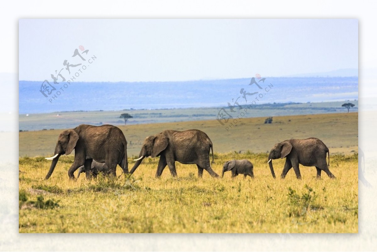 非洲草原上的大象