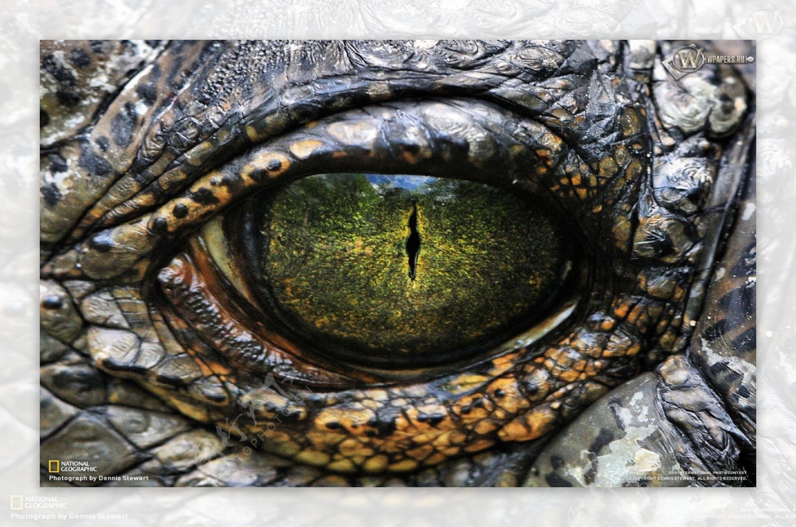 鳄鱼眼睛