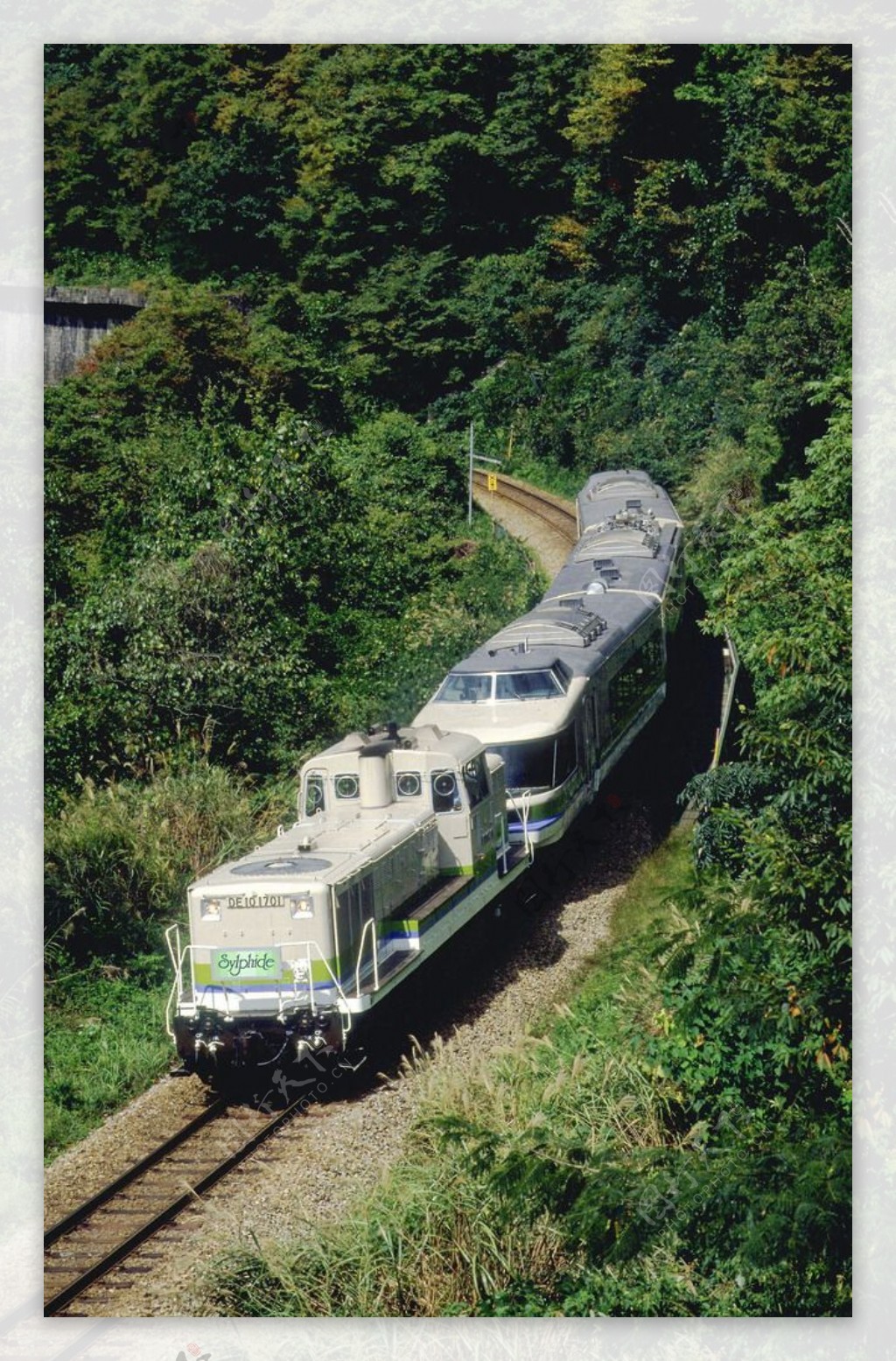 丛林中行驶的火车