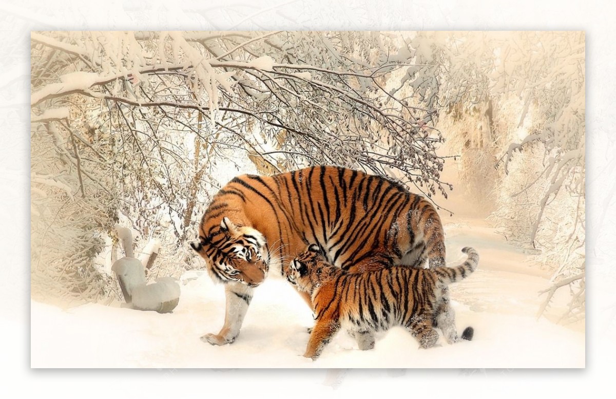 雪中玩耍的老虎母子