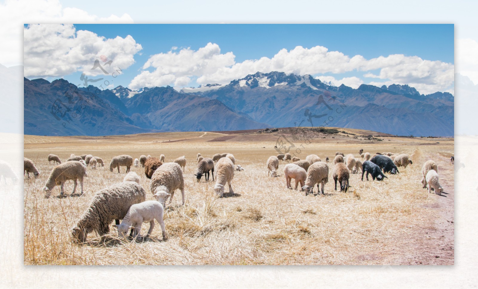 漫山遍野的羊群