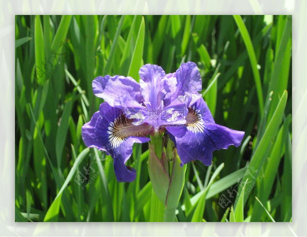 紫色花盛开植物虹膜紫色花
