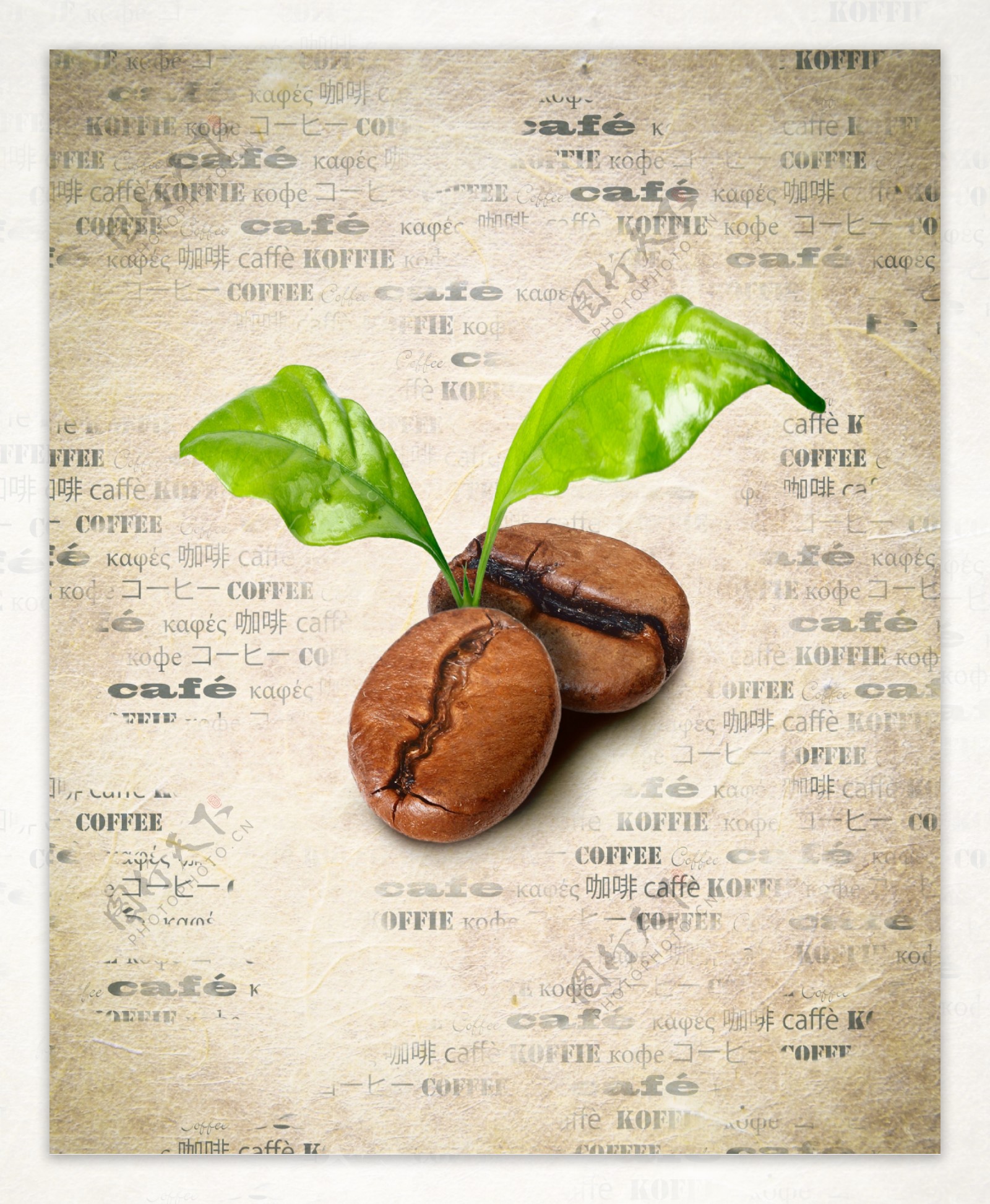 发芽的咖啡豆图片