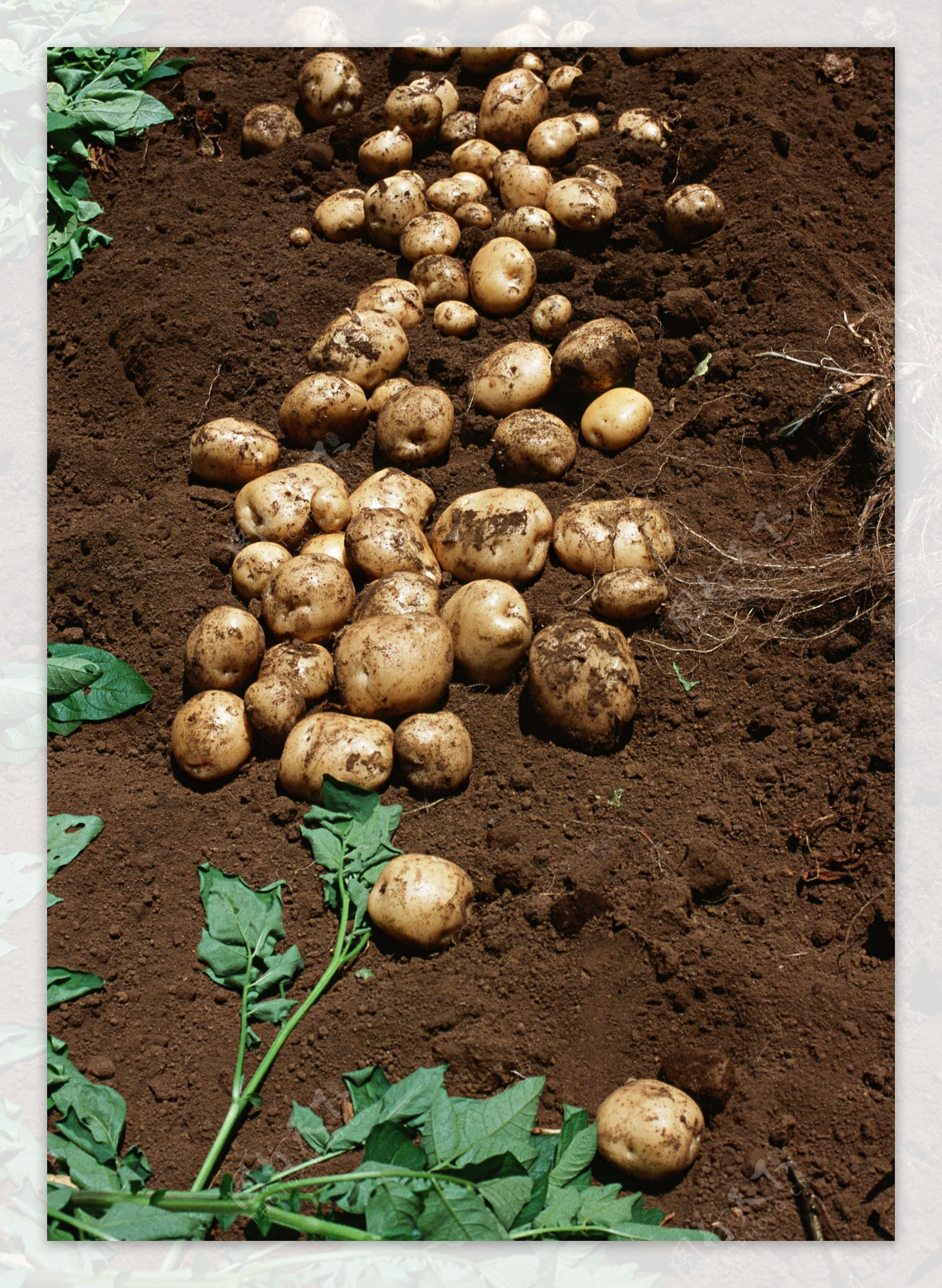 地里的土豆图片