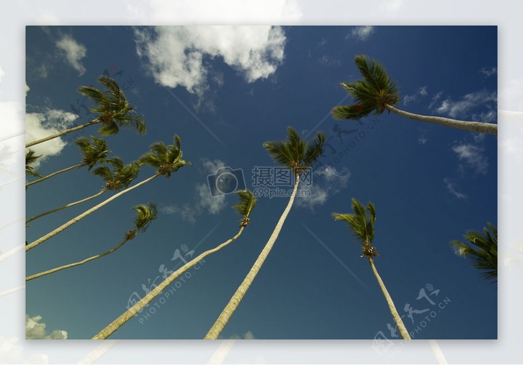 白天椰子树下灰色和蓝色多云的天空